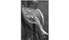 Moule souple chocolat : Poisson dessert 3D